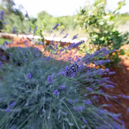 Apartament Tamaris *